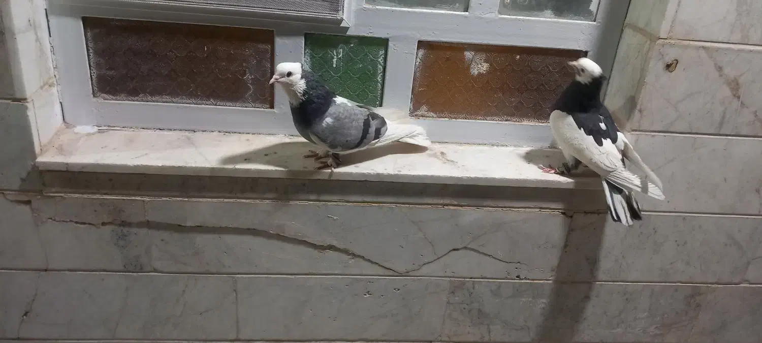 کفتر|پرنده|میبد, |دیوار