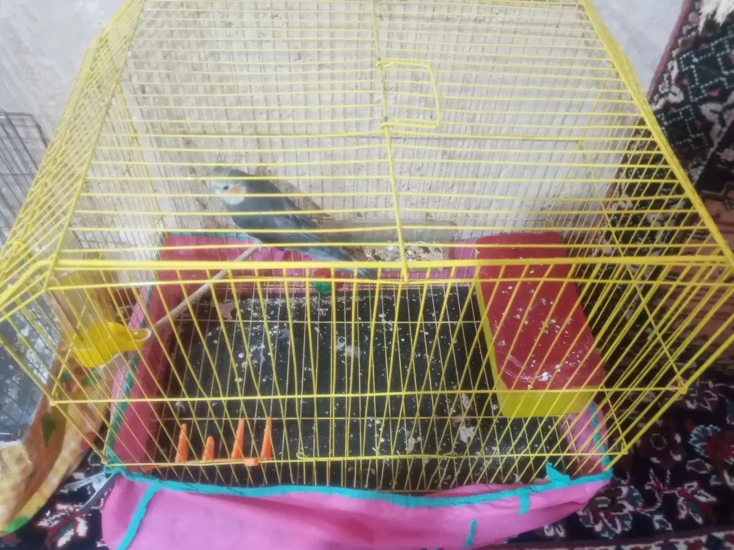 یک عدد عروس هلندی نر|پرنده|کلیائی, |دیوار