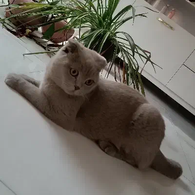 اسکاتیش  جفت گیری|گربه|مشهد, الهیه|دیوار