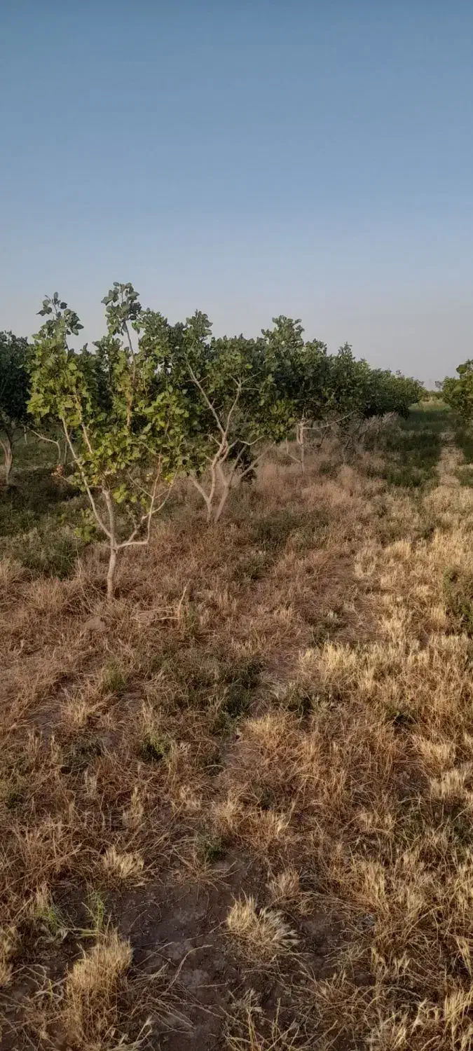 دامداری و باغ پسته|فروش دفتر صنعتی، کشاورزی، تجاری|سبزوار, قصبه غربی|دیوار