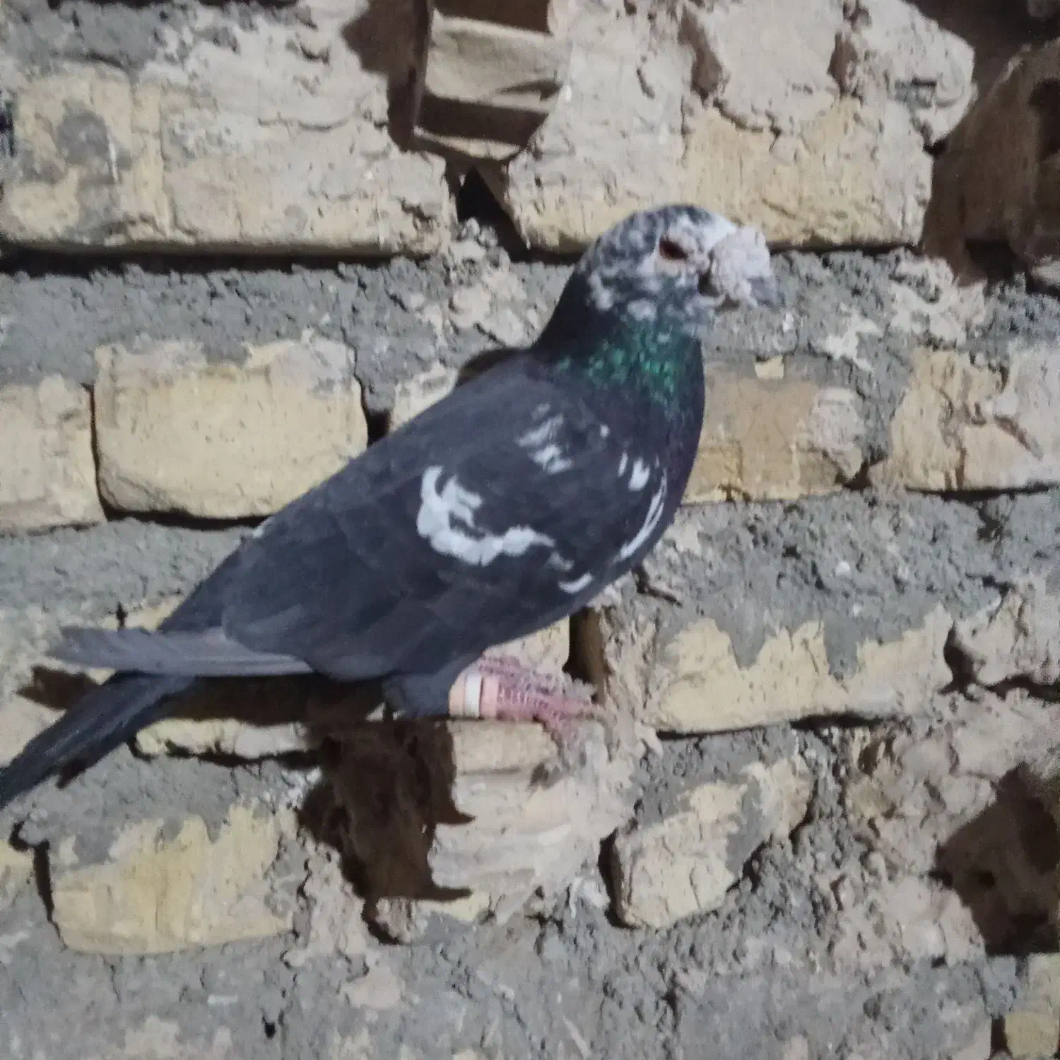 سینه افغان|پرنده|خواف, |دیوار