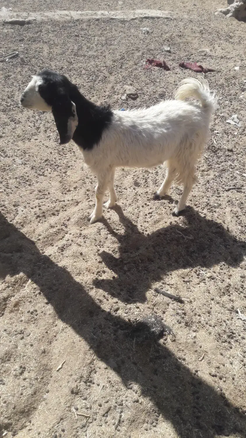 یک عدد کهره ماده ضایعات|حیوانات مزرعه|زابل, |دیوار