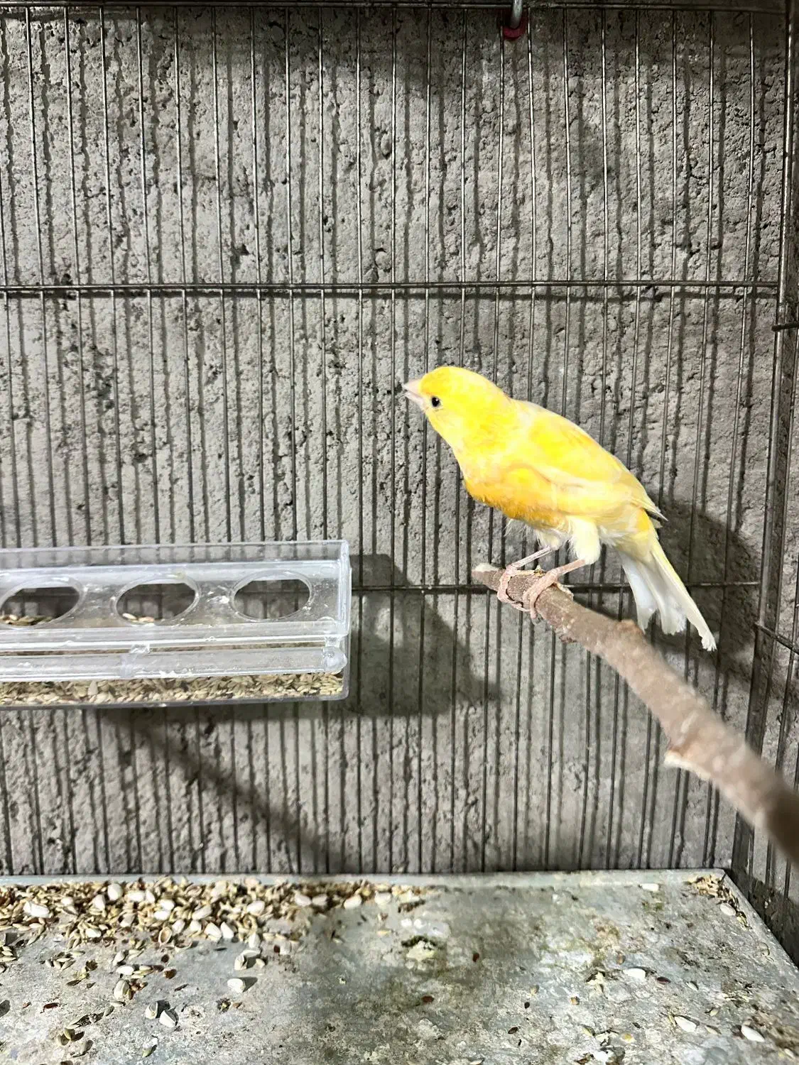 قناری نر|پرنده|آذرشهر, |دیوار