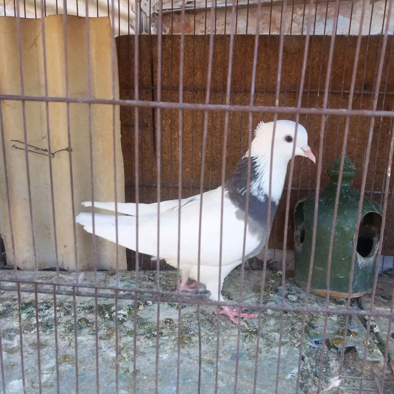 کبوتر تزیینی|پرنده|قم, الوندیه و گذر صادق|دیوار