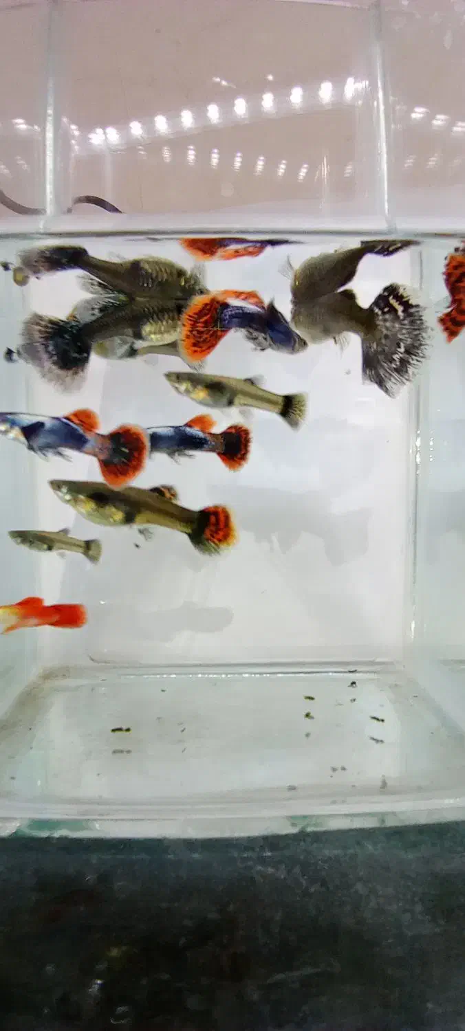 ماهی گوپی بیگ ایر|ماهی|شهرضا, |دیوار