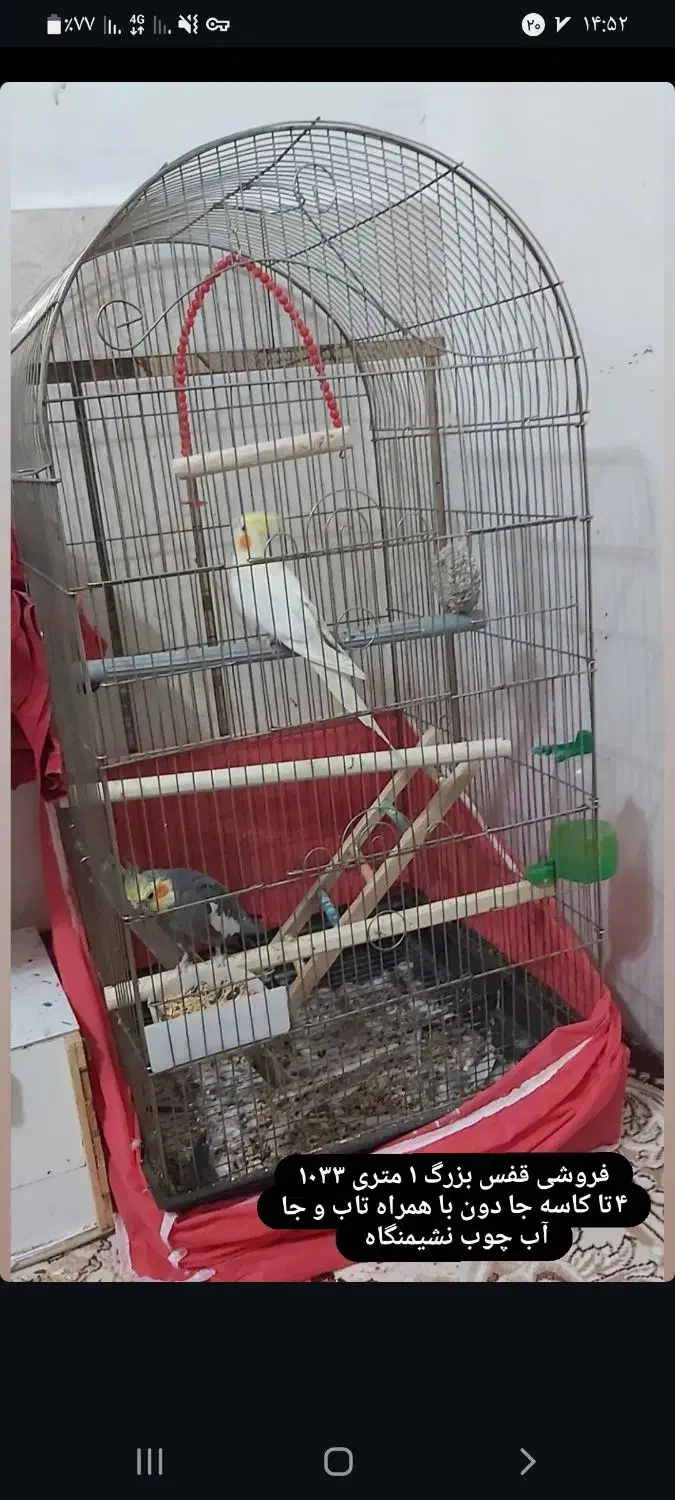 جفت عروس هلندی|پرنده|شوش, |دیوار