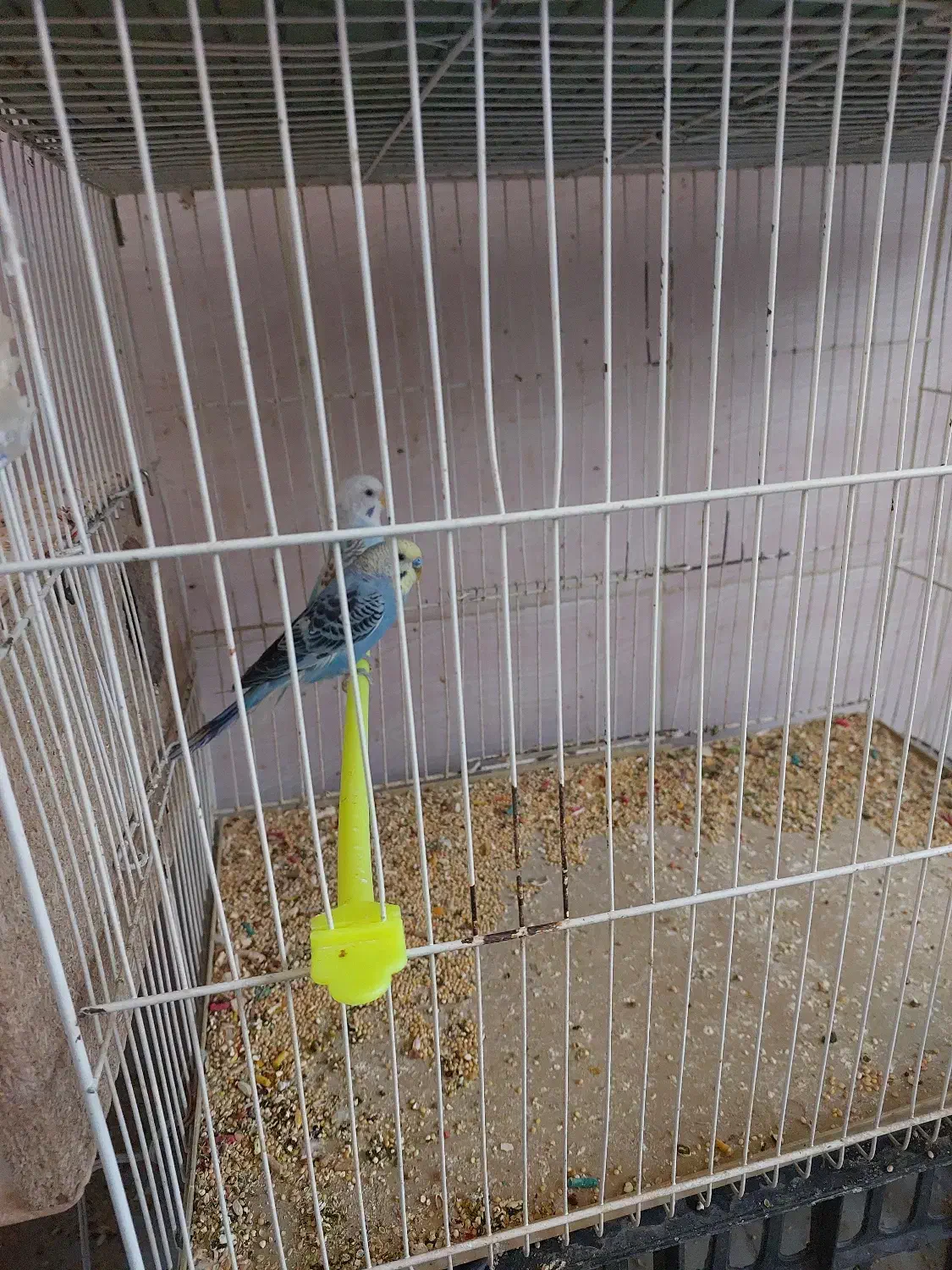 مرغ عشق اهلی|پرنده|بیرجند, |دیوار