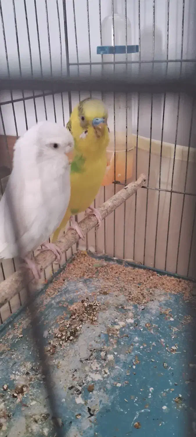 مرغ عشق|پرنده|مرودشت, دولت آباد|دیوار