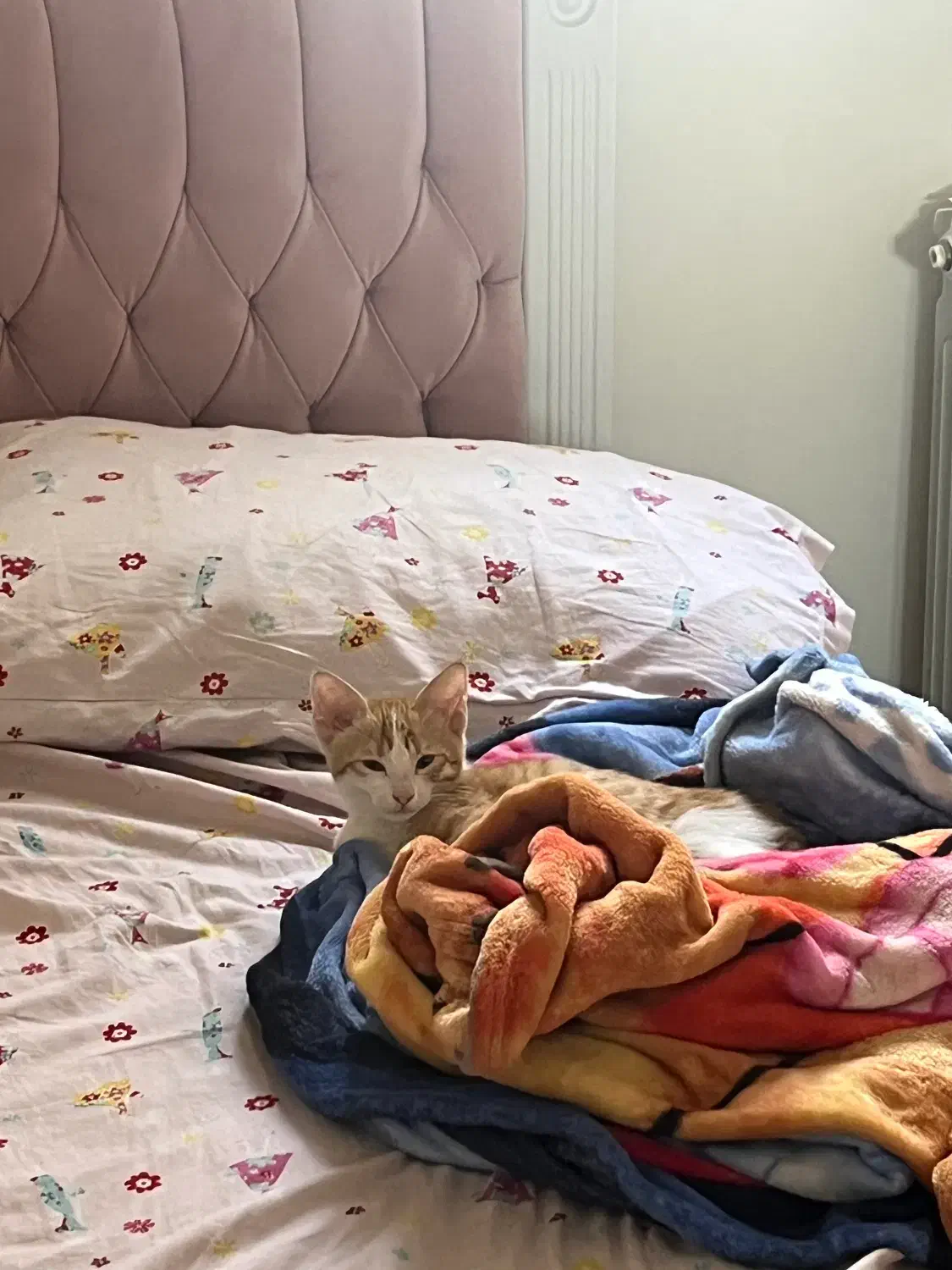 واگذاری گربه نارنجی|گربه|تهران, ائمه اطهار|دیوار