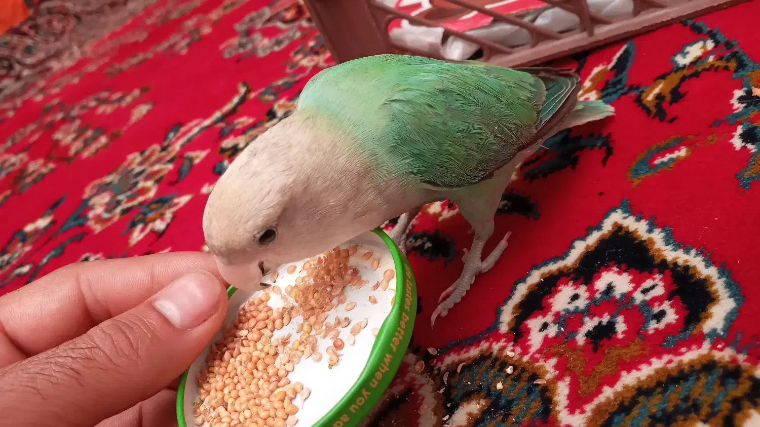 طوطی برزیلی گمشده|حیوانات|سنندج, |دیوار