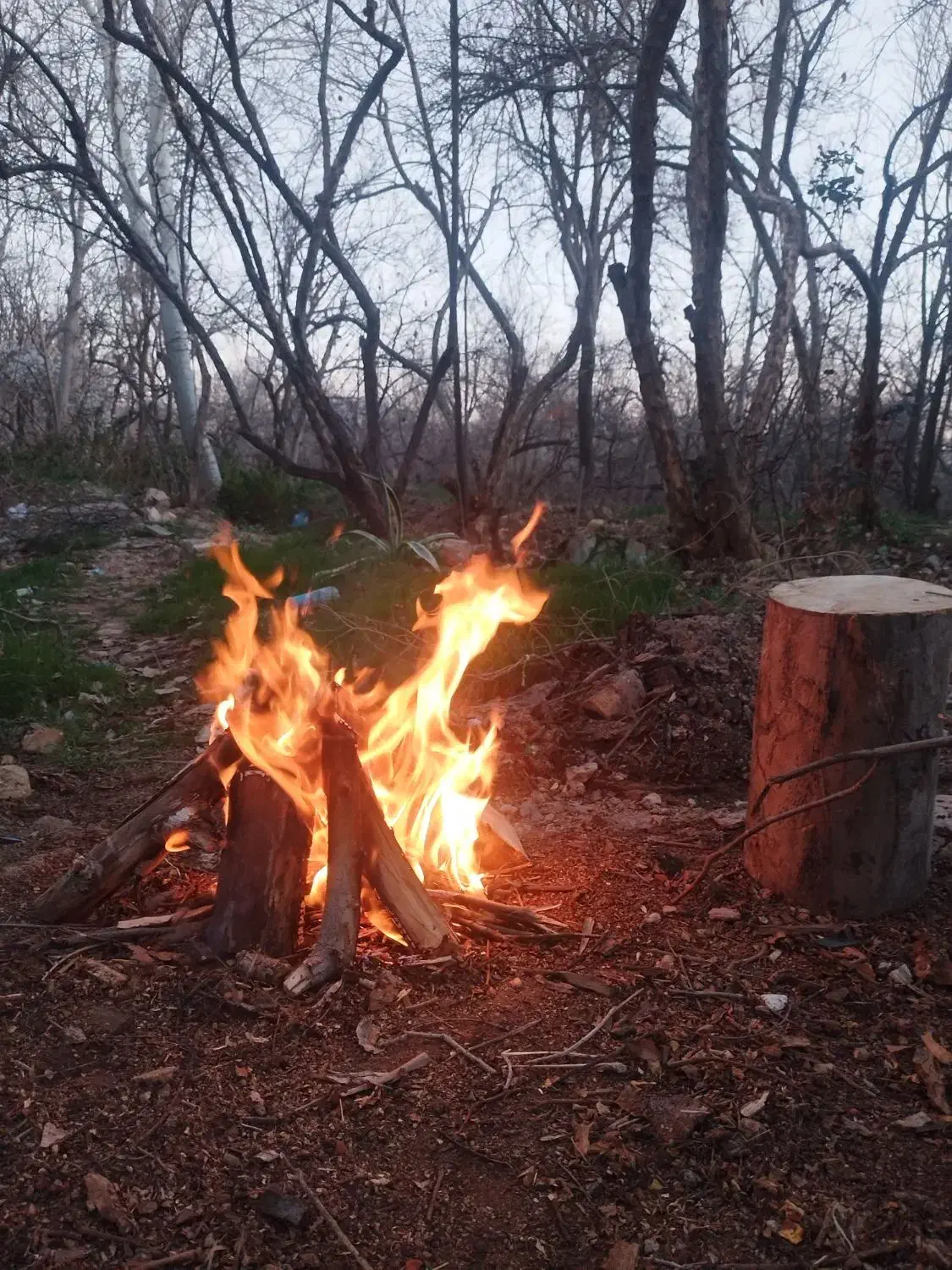 هیزم ،چوب|خدمات باغبانی و درختکاری|شیراز, میرزاکوچک خان|دیوار