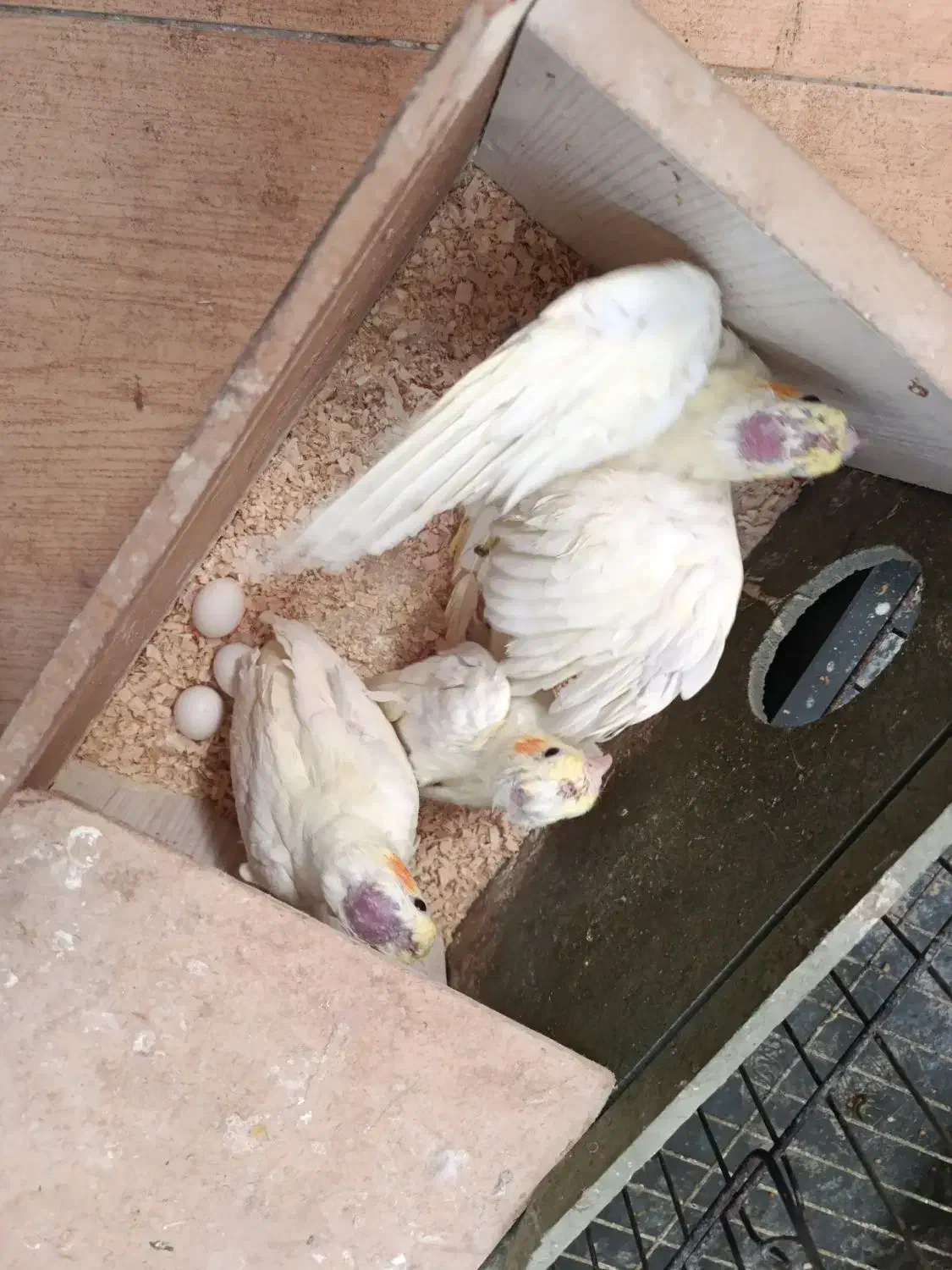 بچه عروس هلندی|پرنده|بهبهان, |دیوار