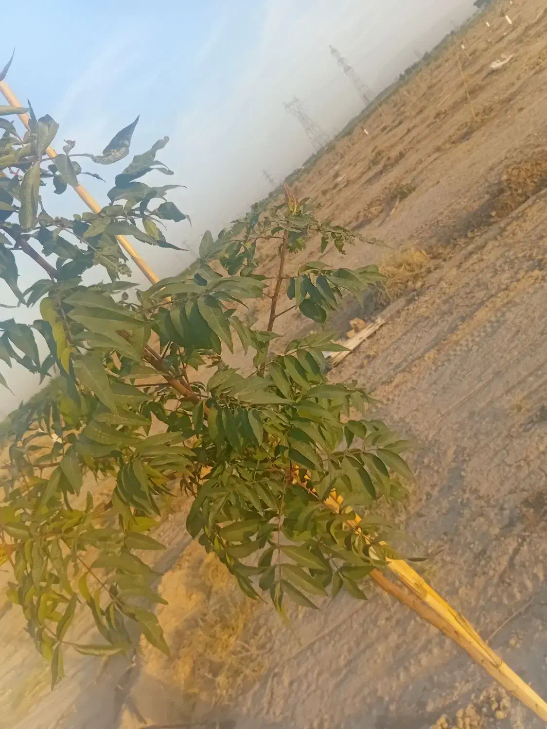 پول|فعالیت داوطلبانه|رفسنجان, |دیوار