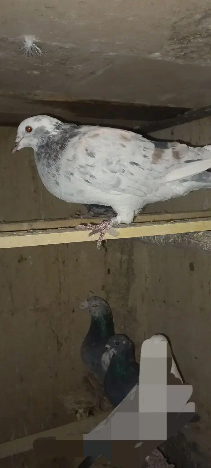 پلاکی تهرانی مسافتی آلمانی|پرنده|شریف‌آباد, |دیوار