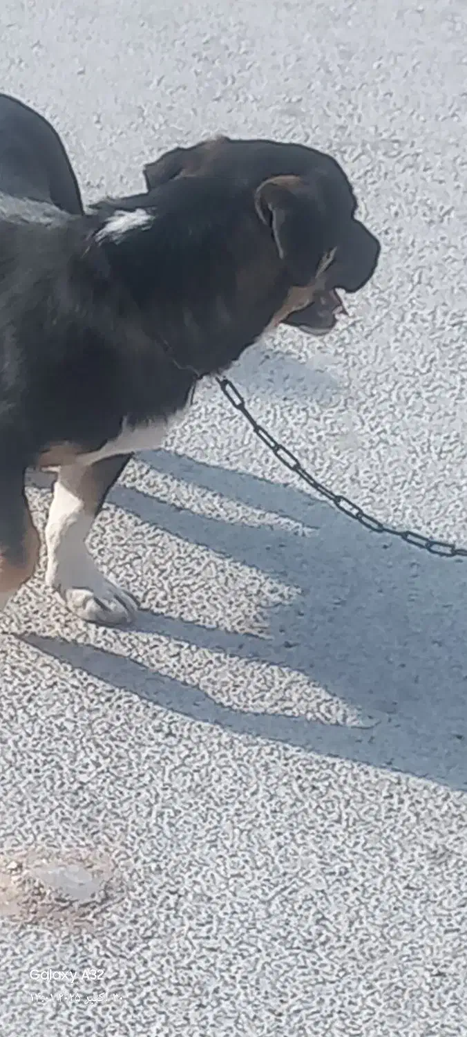 سگ  خوب واکسن خورده|سگ|بجنورد, |دیوار