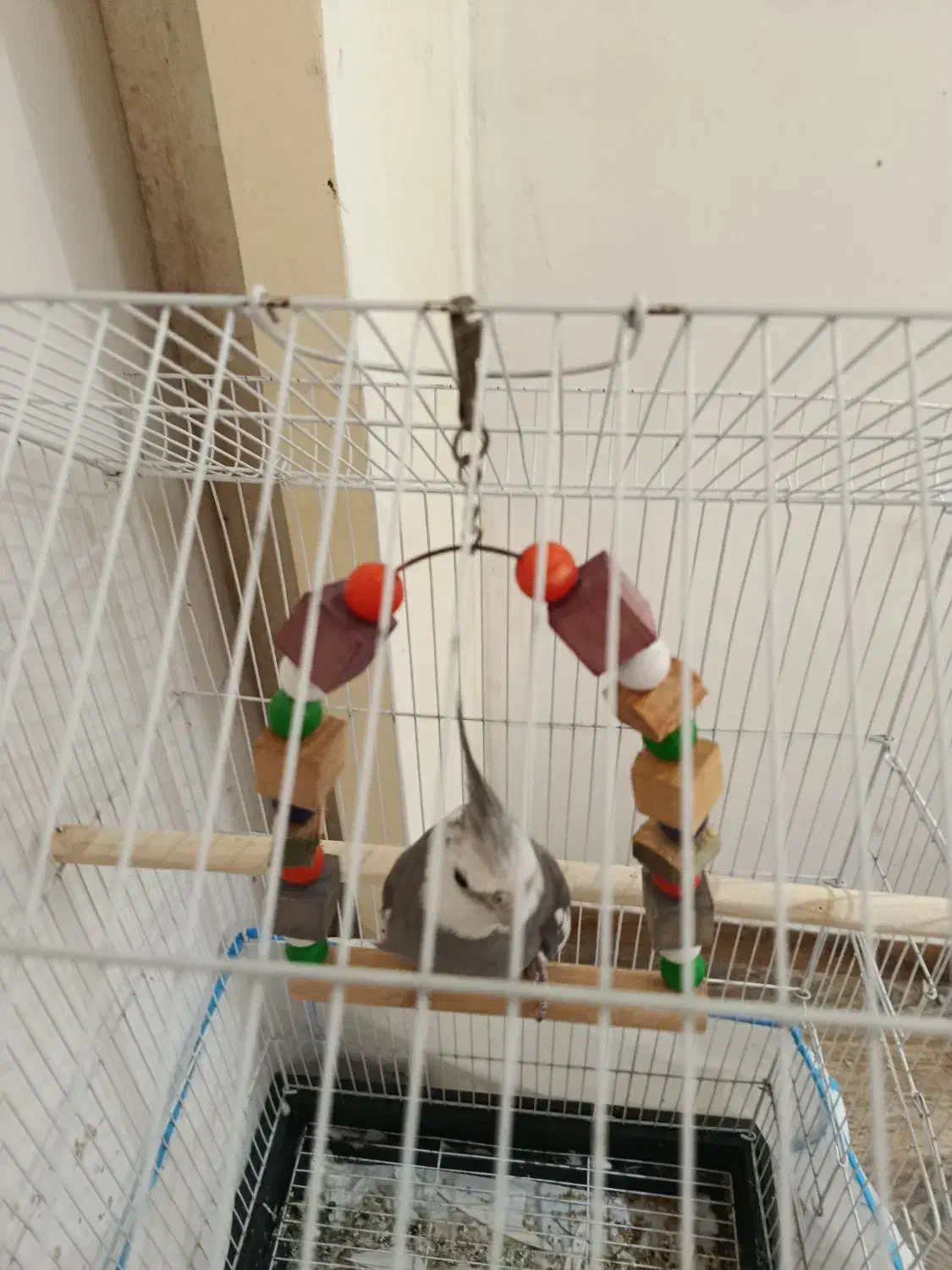 طوطی عروس نر|پرنده|تولم شهر, |دیوار