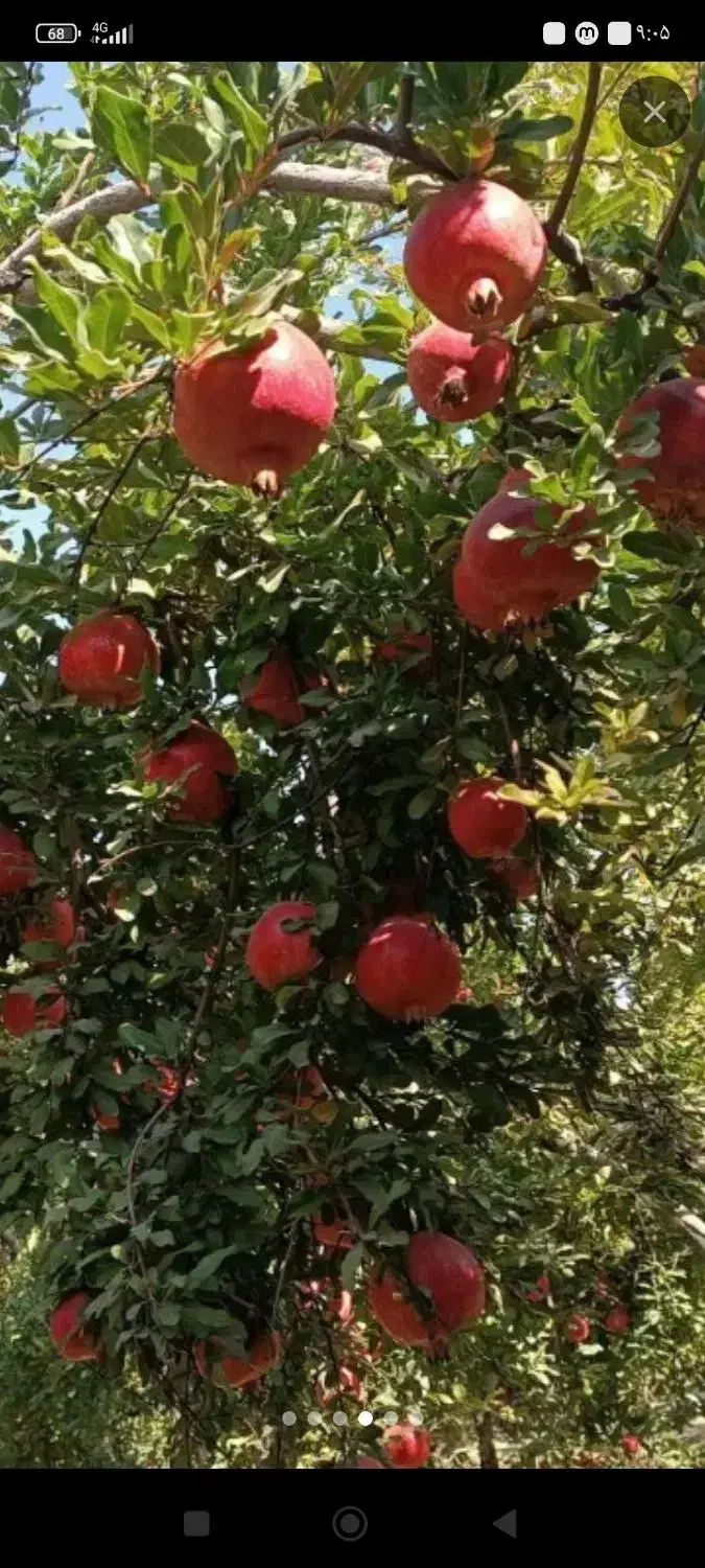 انار رباب|عمده‌فروشی|فسا, |دیوار