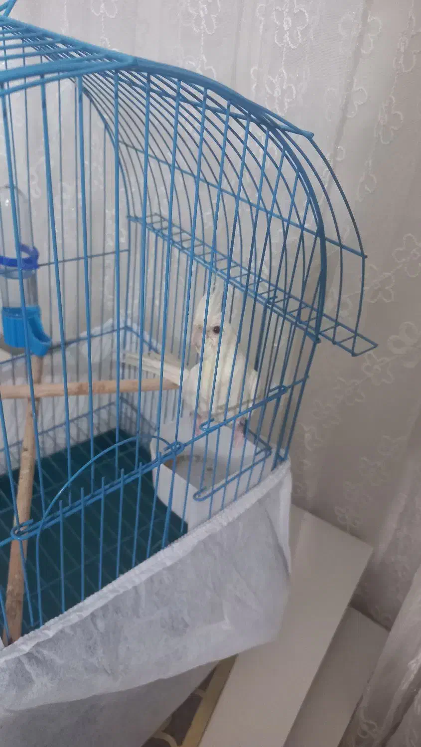 جوجه آلبینو سه ماهه نر|پرنده|رضوانشهر, |دیوار