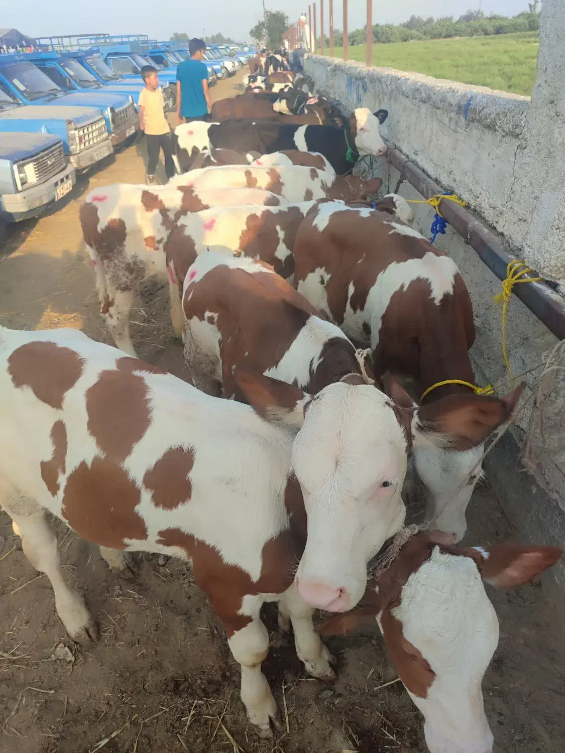 خرید و فروش گوساله|حیوانات مزرعه|بندر ترکمن, |دیوار