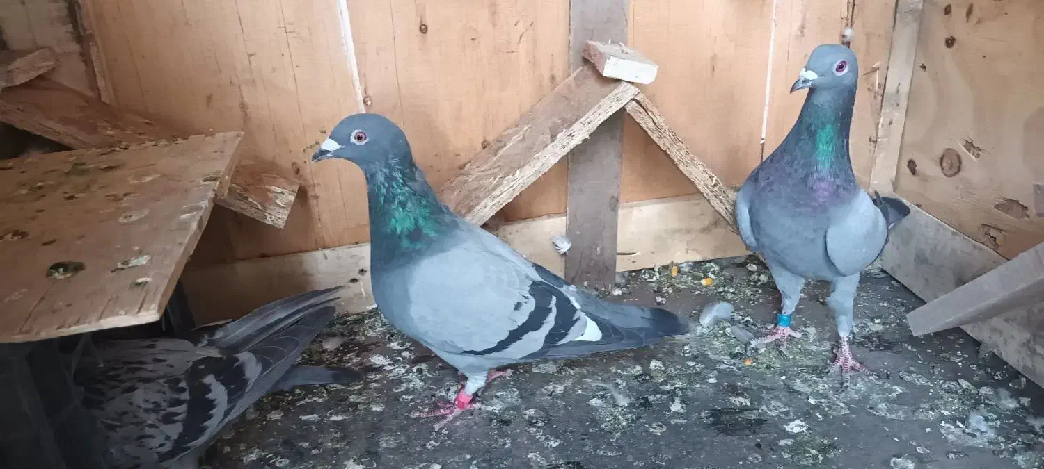 سلام کبوتر مسافتی|حیوانات|چهاردانگه (تهران), |دیوار