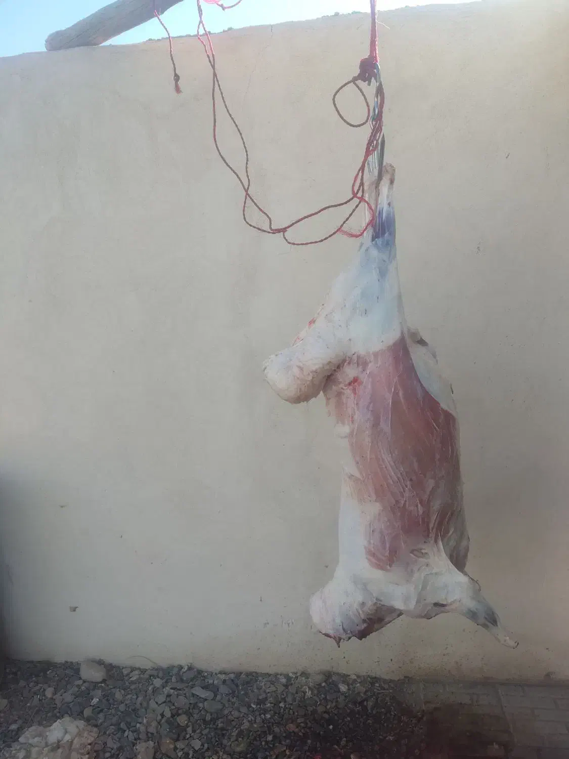 قصاب+گوسفند محلی|خدمات پذیرایی، مراسم|کرمان, |دیوار