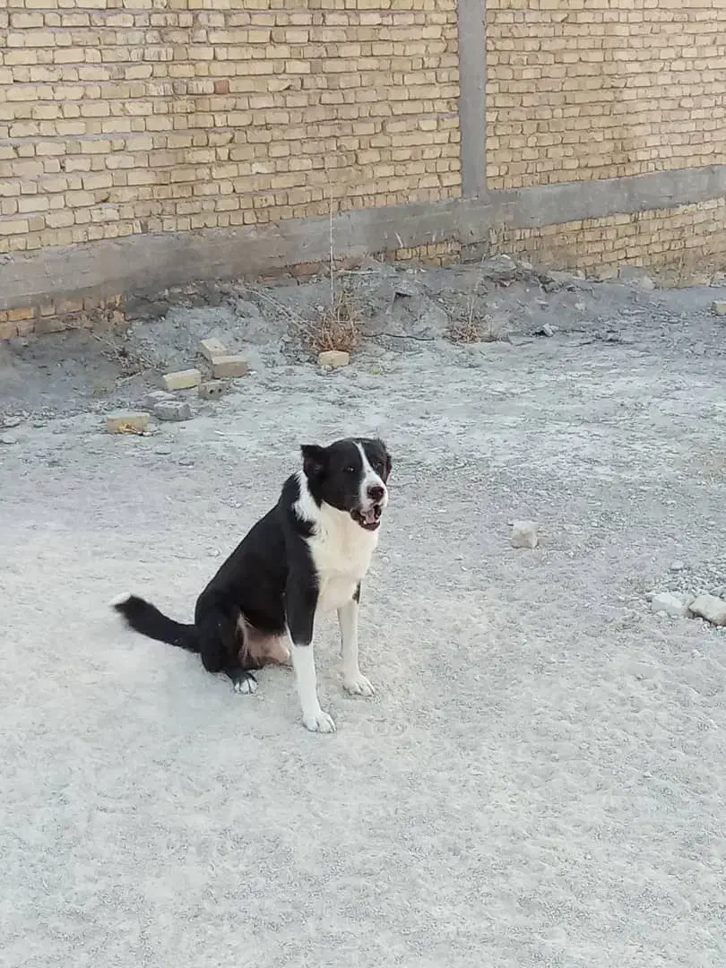 سگ قدرجونی جفت نروماده|سگ|زرقان, |دیوار