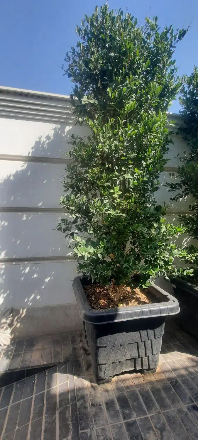 یاس هلندی ۴متری و۳متری فروشی|خدمات باغبانی و درختکاری|سرخه حصار, |دیوار