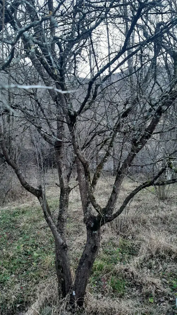 فروش زمین محصور|فروش زمین و ملک کلنگی|آستارا, |دیوار