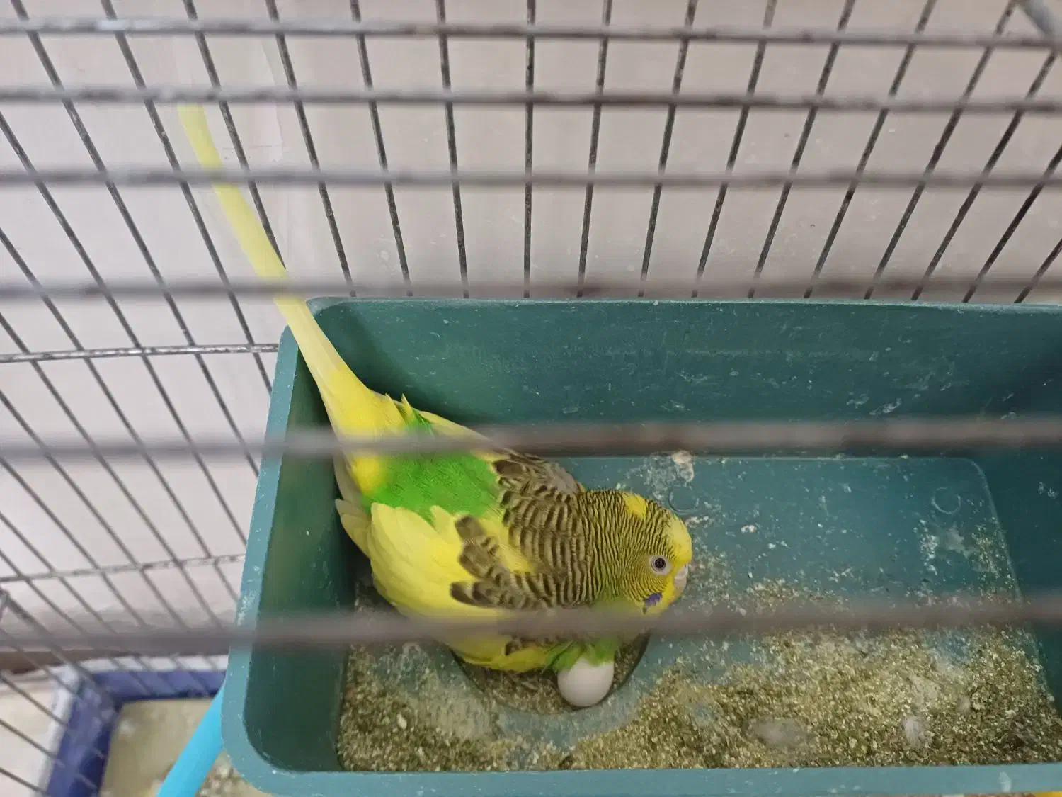 مرغ عشق مولد|پرنده|خوانسار, |دیوار