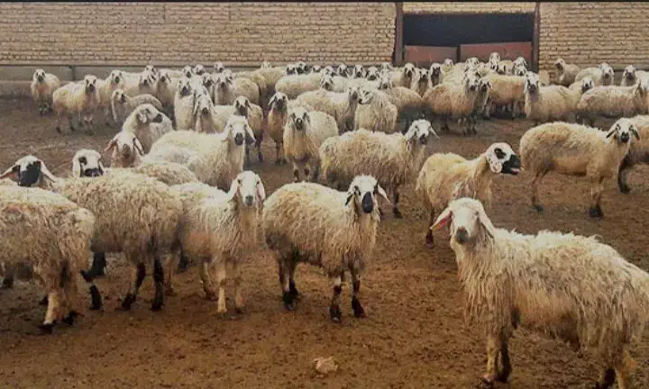 فروش واجاره دامداری وصنعتی|فروش دفتر صنعتی، کشاورزی، تجاری|خوی, |دیوار