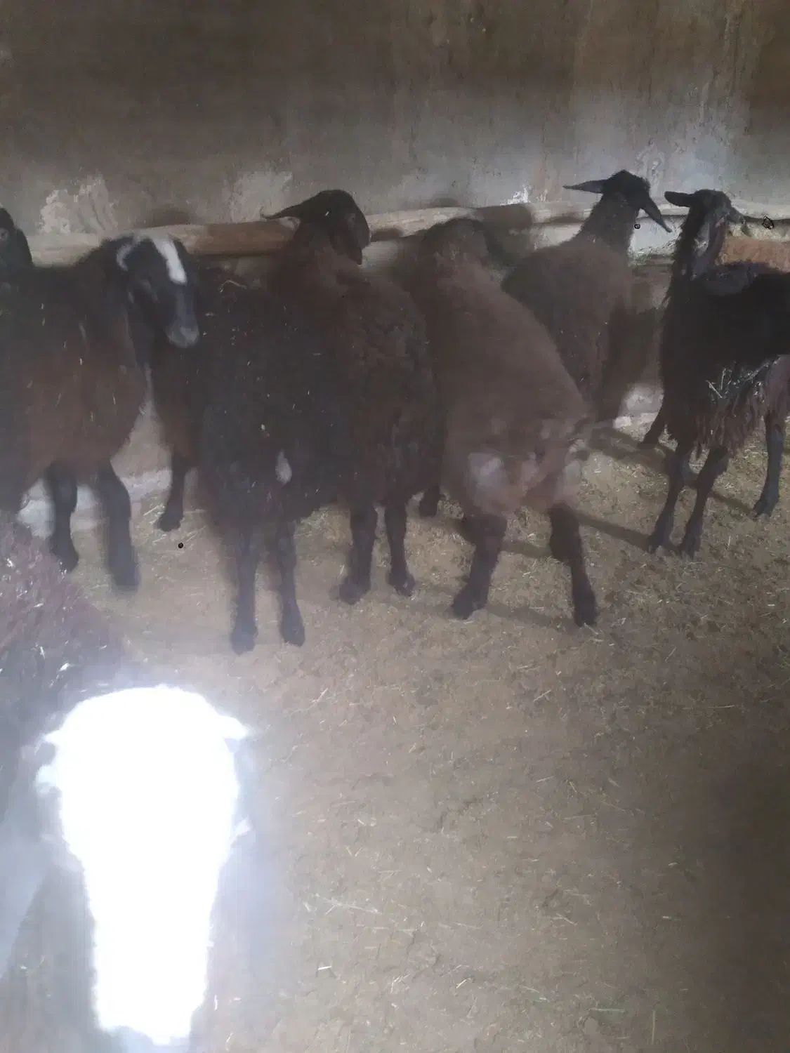 برهنرچاق|حیوانات مزرعه|رامند, |دیوار