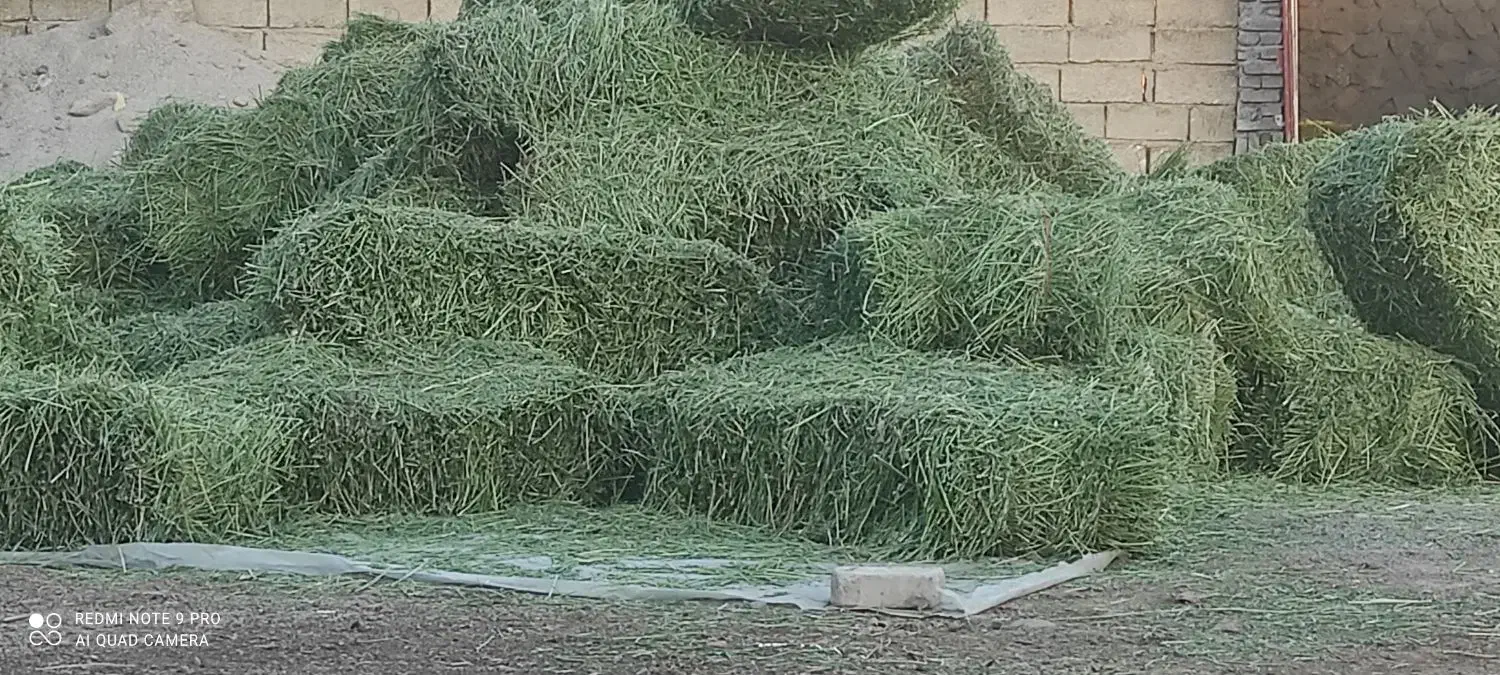 یونجه|حیوانات مزرعه|خرم‌آباد, |دیوار