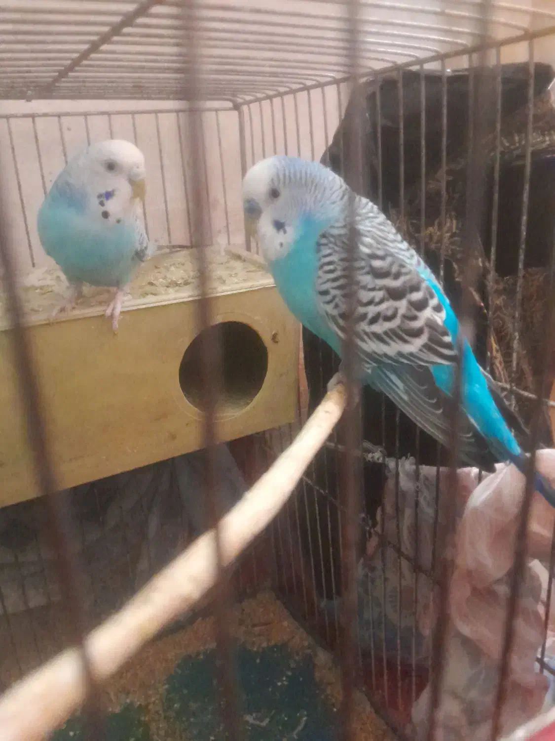 یک جفت مرغ عشق|پرنده|تبریز, |دیوار