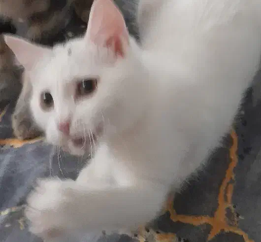 گربه|گربه|نیشابور, ناسیونال|دیوار