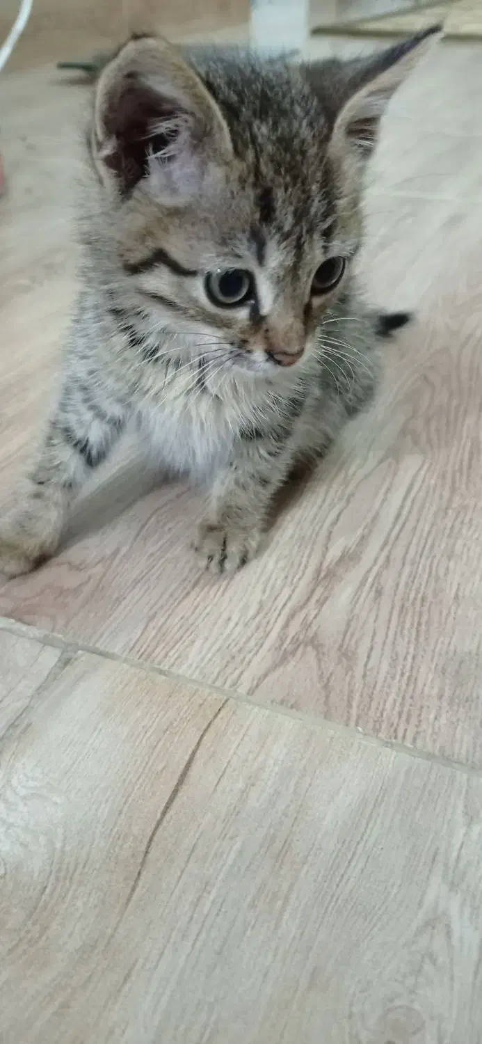 بچه گربه|گربه|بندر گز, |دیوار