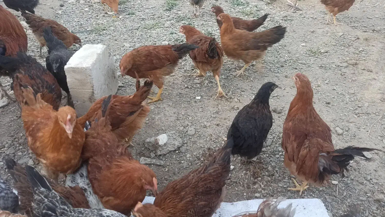 فروش مرغ تخم گذار|حیوانات مزرعه|ازنا, |دیوار