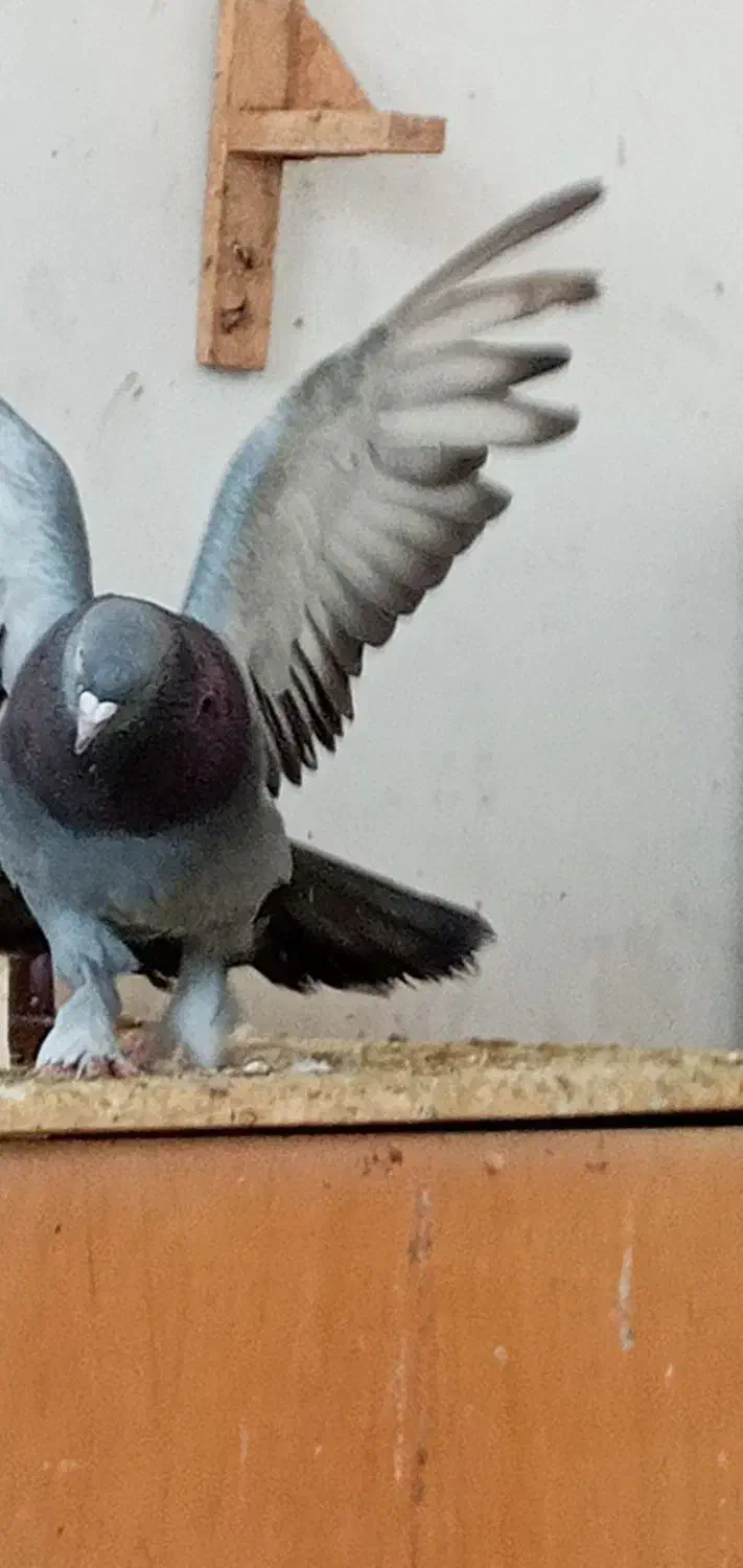 طوطی عروس هلندی گم شده|پرنده|بهبهان, |دیوار