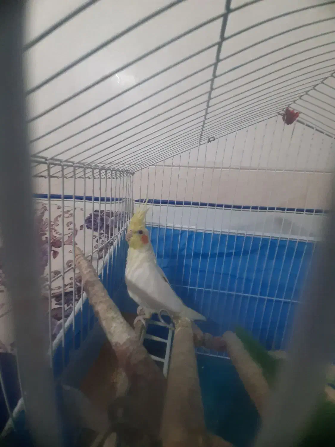 عروس هلندی نرلوتینو|پرنده|شیراز, شهرک امیر کبیر|دیوار