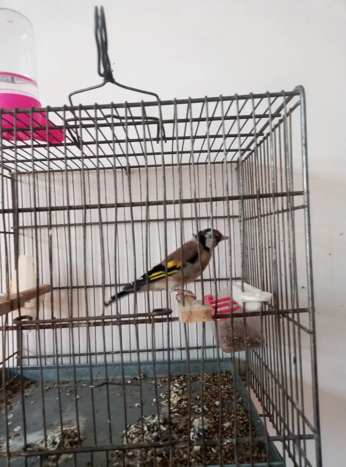 چهارگل نر|پرنده|تایباد, |دیوار