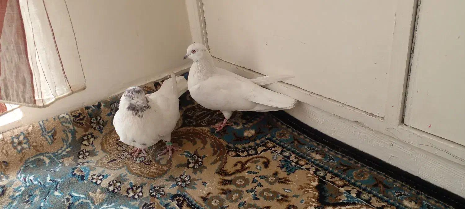 کله برنجی|پرنده|فولادشهر, فولادشهر|دیوار