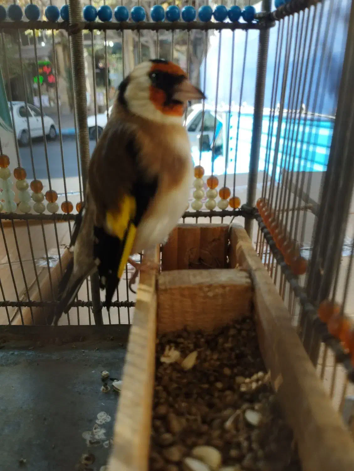 سهره نر دستی|پرنده|تبریز, |دیوار