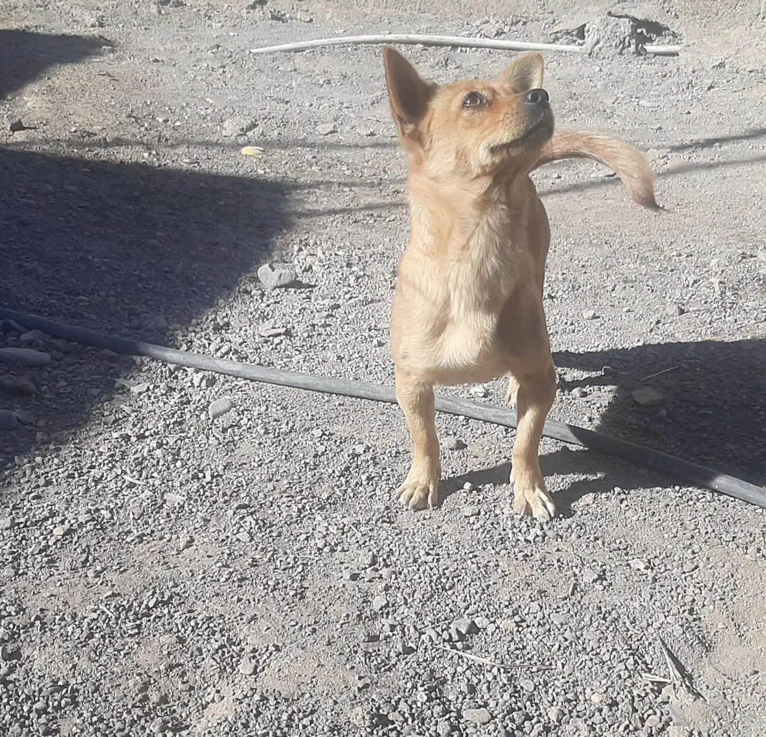 سگ شیواوا اصل|سگ|بم, |دیوار