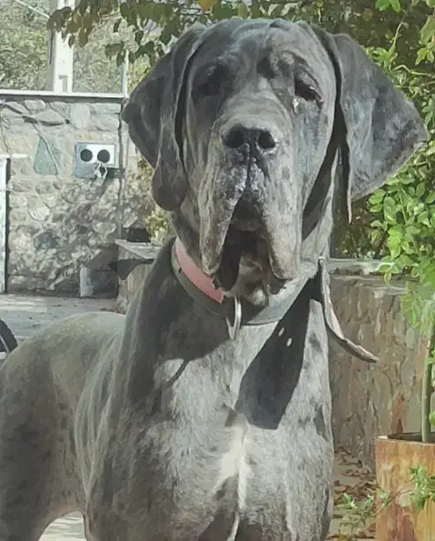 واگذاری سگ گریت دین گریدین نگهبان نر|سگ|تهران, شهرک امید|دیوار