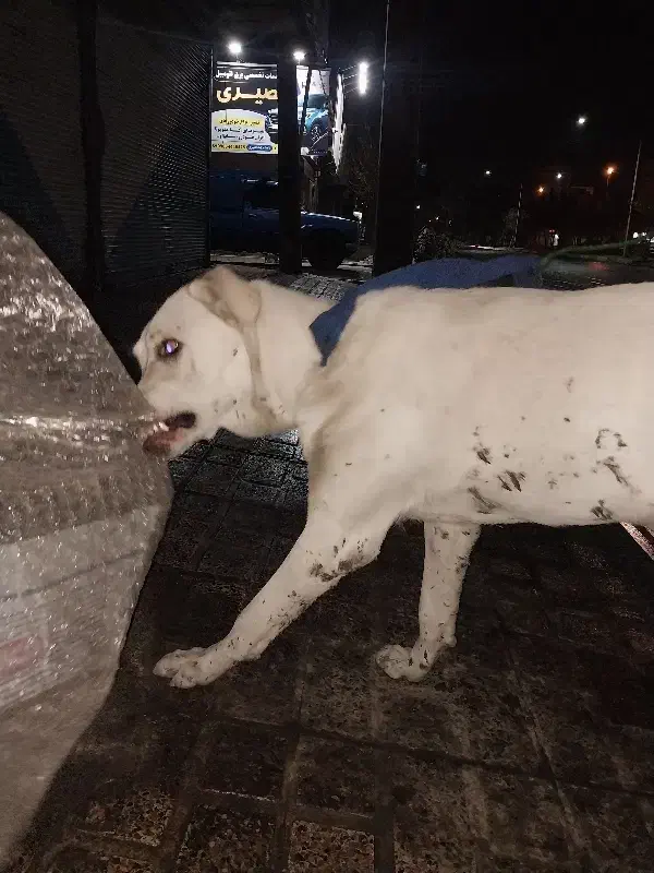 سگ سرابی واگذاری فوری فوری|سگ|اسلام‌شهر, مظفریه|دیوار