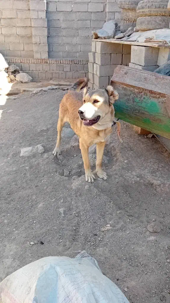 سگ سرابی فی ۱۰|سگ|سراجو, |دیوار