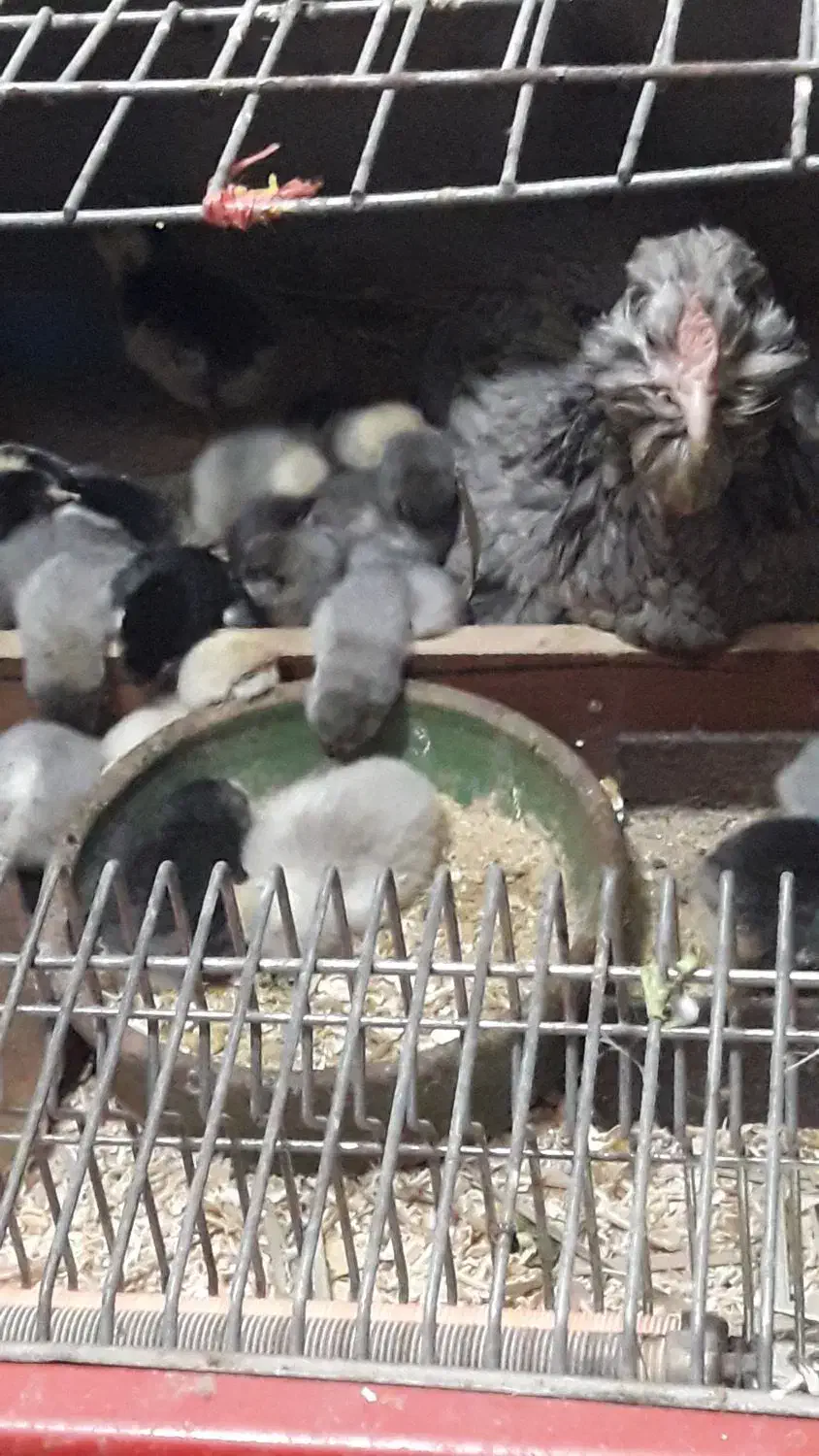 تخم مرغ گلین چهل تاج ریشو|حیوانات مزرعه|اهواز, اهواز|دیوار