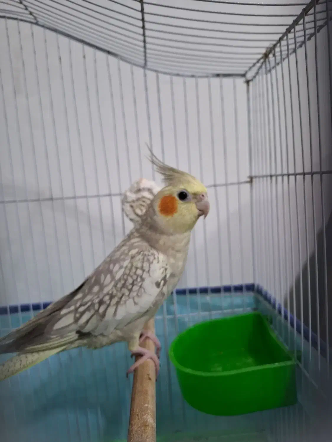 عروس هلندی نر|پرنده|بندرعباس, |دیوار