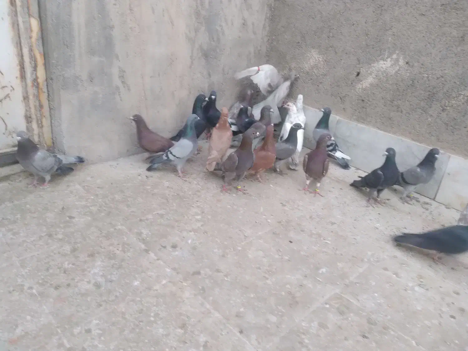 آلمانی بوم|پرنده|مشهد, رده|دیوار