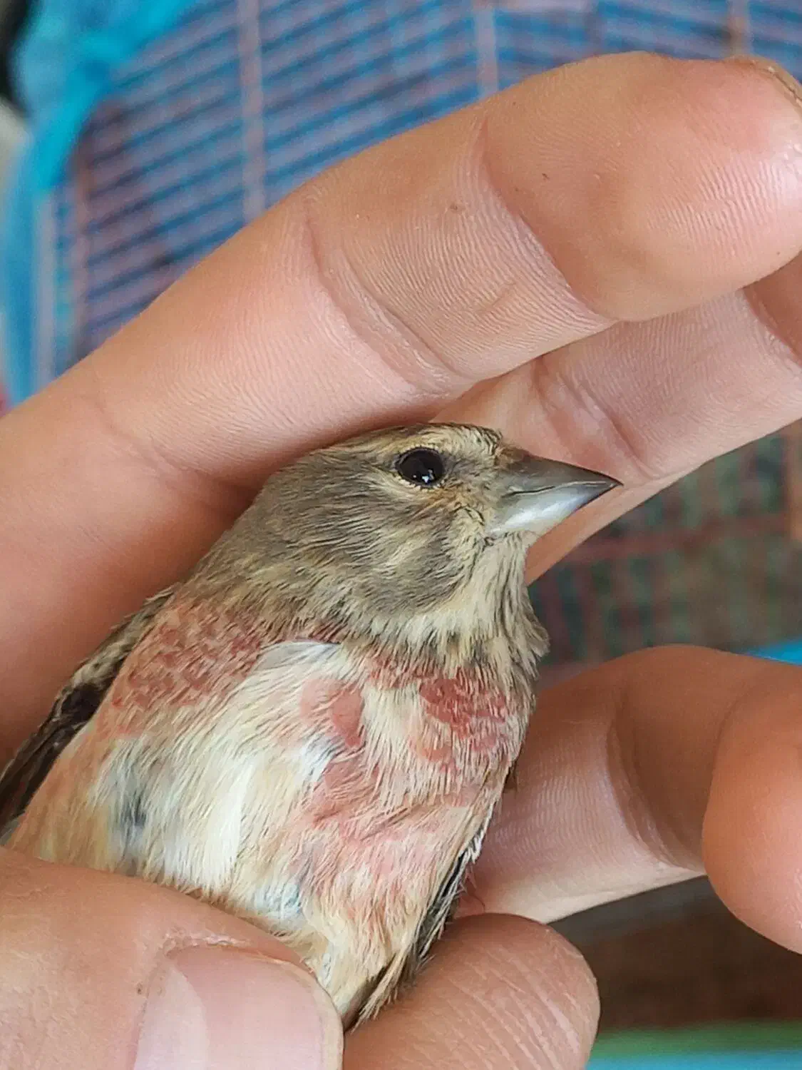 سهره|پرنده|اسفرورین, |دیوار