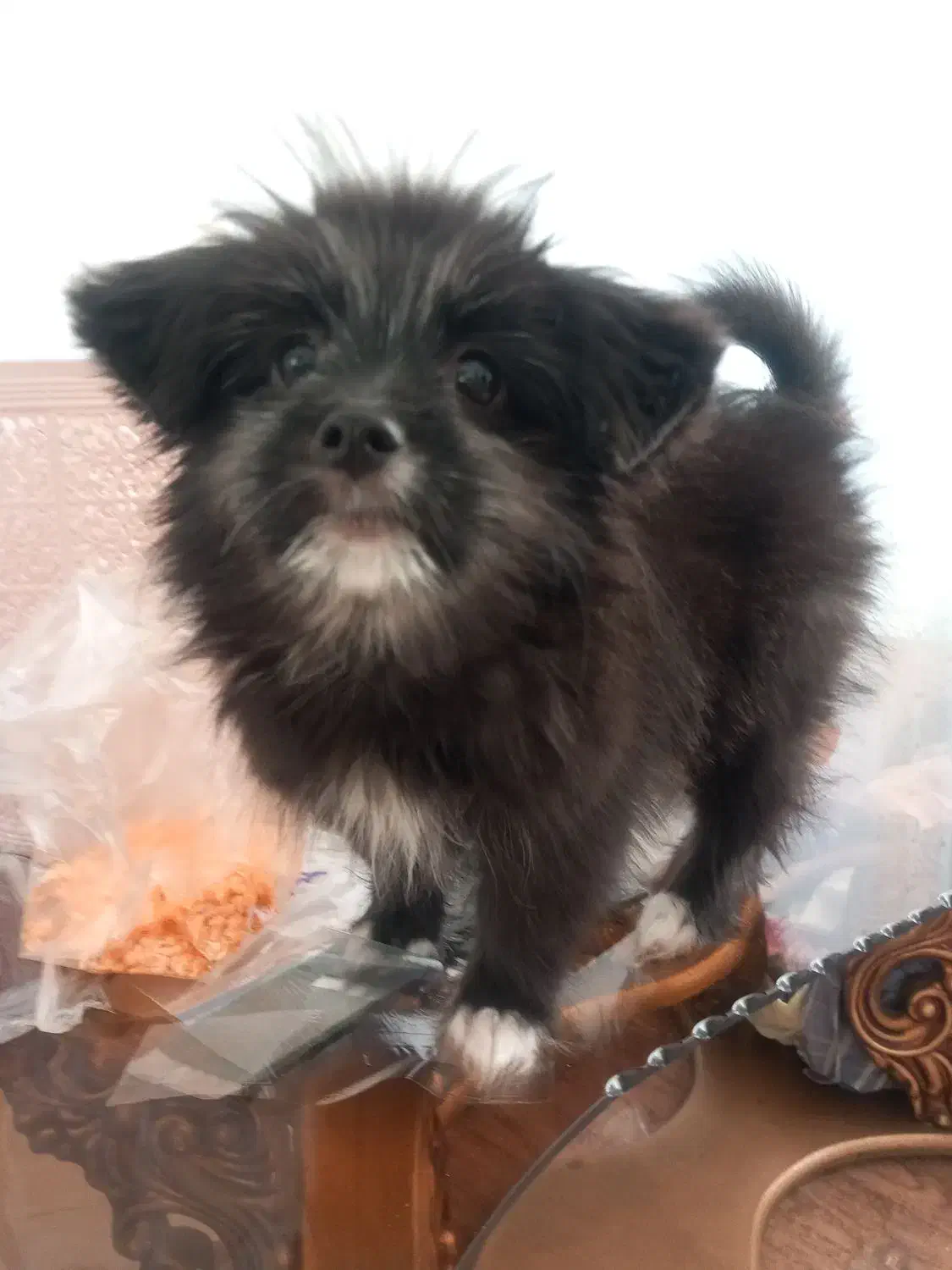 واگذاری هاپو ناز|سگ|گلبهار, شهر جدید گلبهار|دیوار